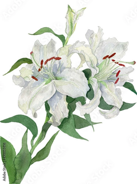 Obraz 花の水彩画カサブランカ