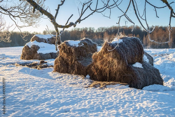 Fototapeta A cold spring morning, a frozen haystack in a field.
