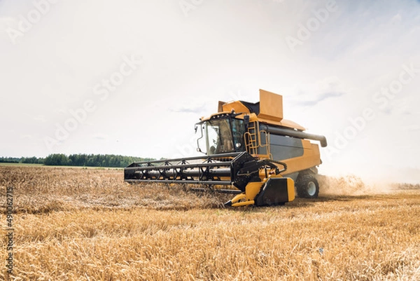 Obraz Agriculture. Yellow harvester, combain machine, is harvesting a ripe wheat in the field