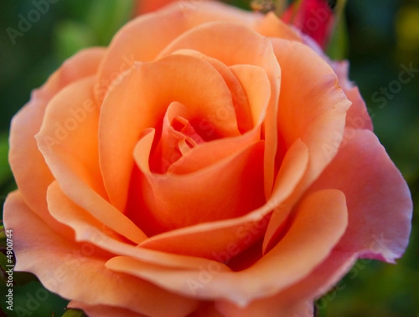 Obraz Rose im Morgenlicht