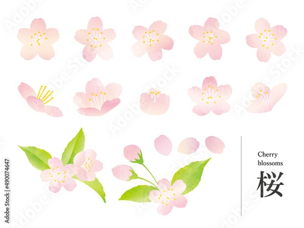 Obraz 桜の水彩風イラストセット