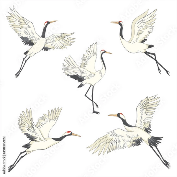 Obraz Set of white cranes in different positions, collection of hand drawn japanese birds flying, standing, dancing.