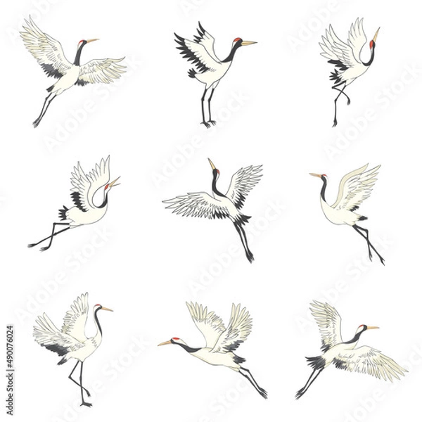 Obraz Set of white cranes in different positions, collection of hand drawn japanese birds flying, standing, dancing.