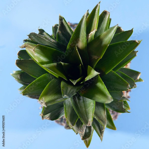 Obraz Pineapple on a blue background. close-up view