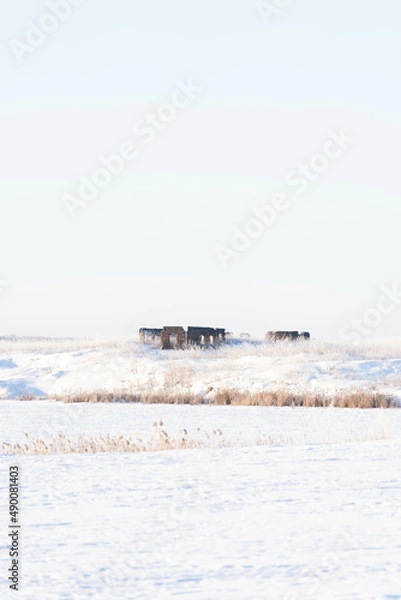 Fototapeta Frosty snow-white morning in the village is located in a corner of Russia