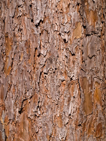 Obraz Pine tree texture Close-up view
