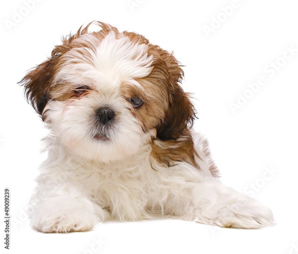 Obraz Puppy posing