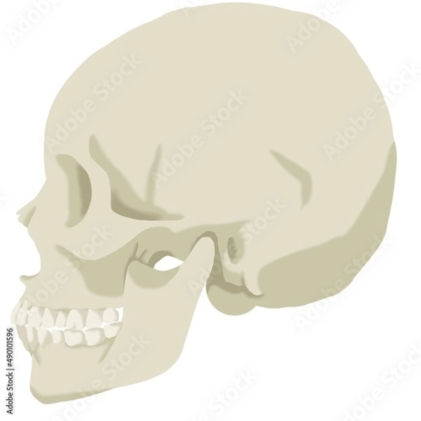Fototapeta color illustration of a skull in profile