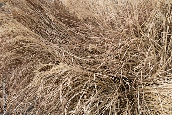 Fototapeta Ornamental grass