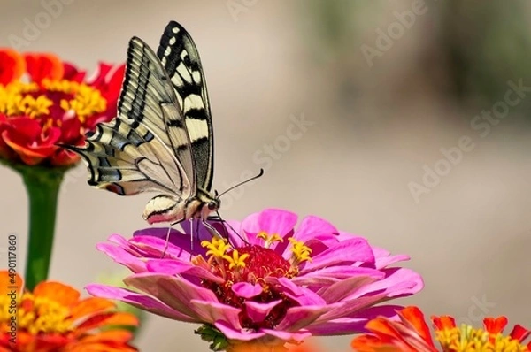Obraz Yellow and black Swallowtail butterfly on a flower
