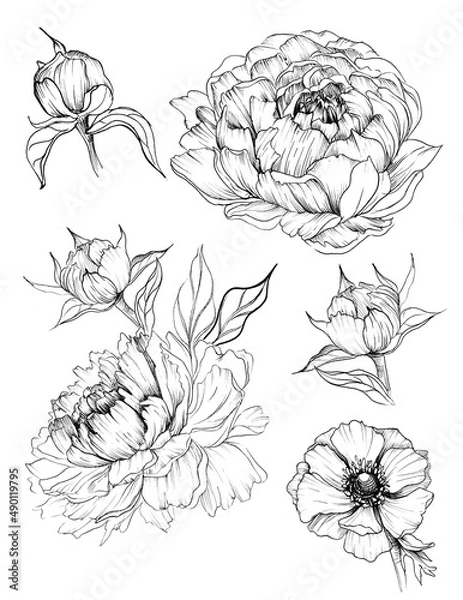 Fototapeta Graphic flowers black and white with line on white background in JPEG format hand drawn botanical illustrations sketch flowers