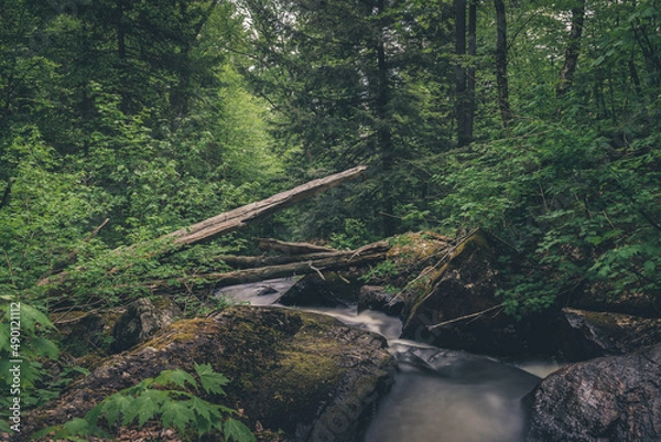 Obraz river in the forest
