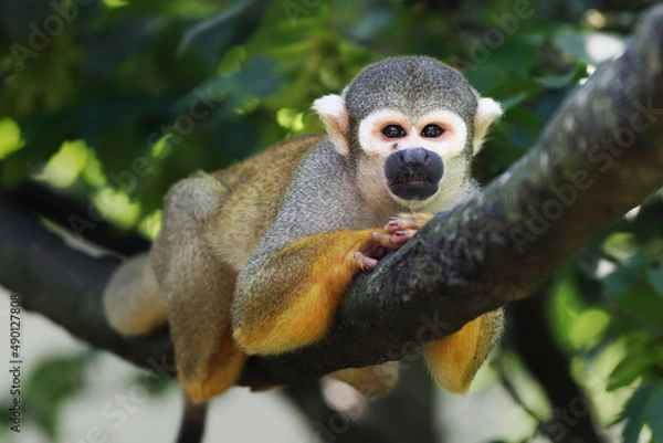 Obraz squirrel monkey lying face down on a branch