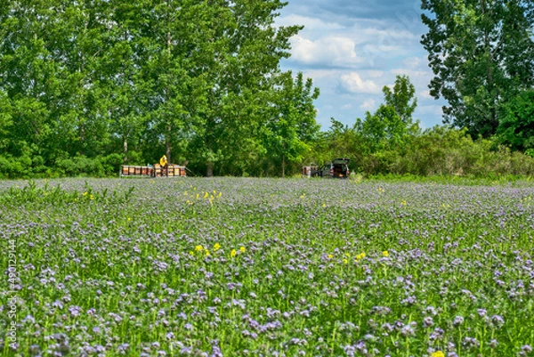 Obraz Beekeeper in the field