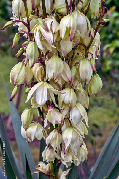 Obraz Fritillaries tree