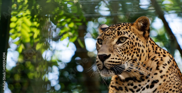 Obraz panther facing, looking away on forest background