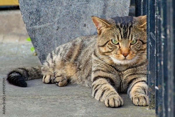 Obraz Lying cat on the ground