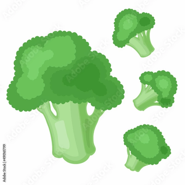Obraz Vector set of green broccoli. Cabbage on a white background.