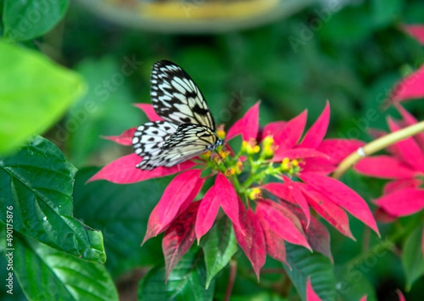 Obraz butterfly on flower