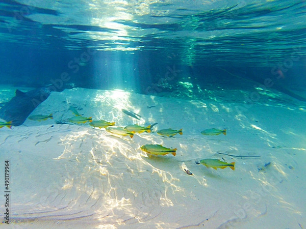 Obraz underwater scene