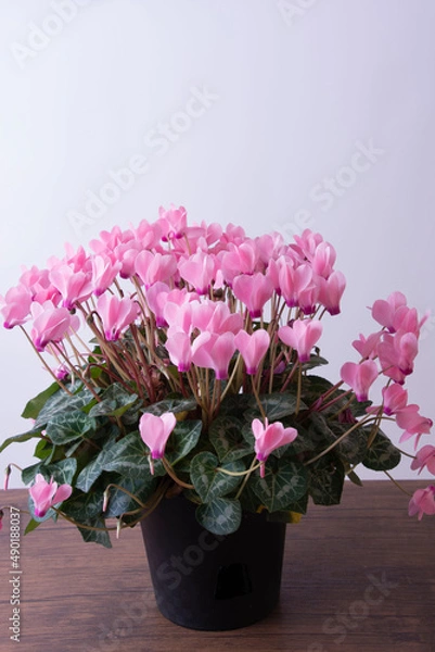 Obraz しくらめんの花びら