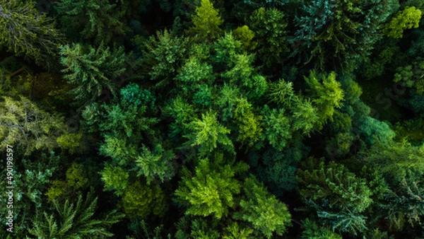 Fototapeta Aerialne strzały drzew z zielonymi liśćmi w letni dzień w lesie wokół Loch Lomond