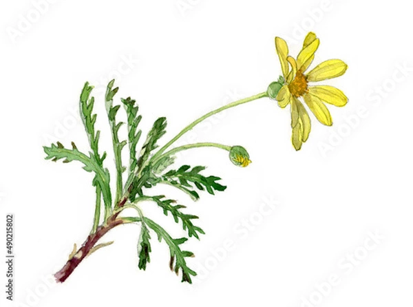 Obraz 花の水彩画ユリオプスデイジー