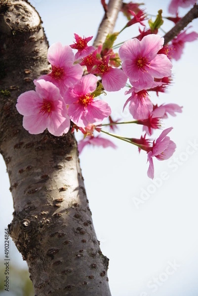 Obraz 桜
