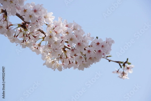Obraz 桜