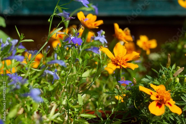 Fototapeta yellow flowers
