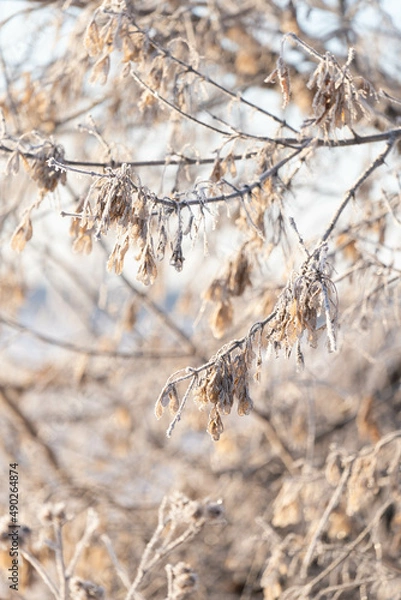 Fototapeta Frost on a shrub on a frosty morning