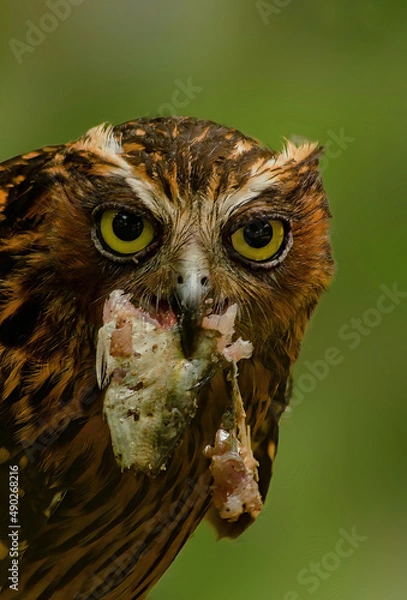 Obraz buffy fish owl