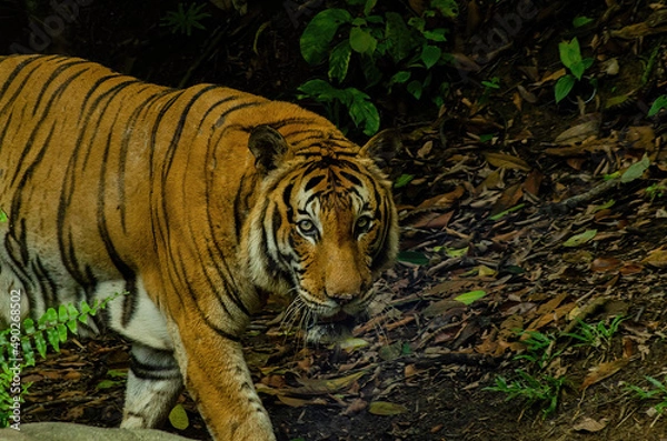 Obraz tiger on the rock