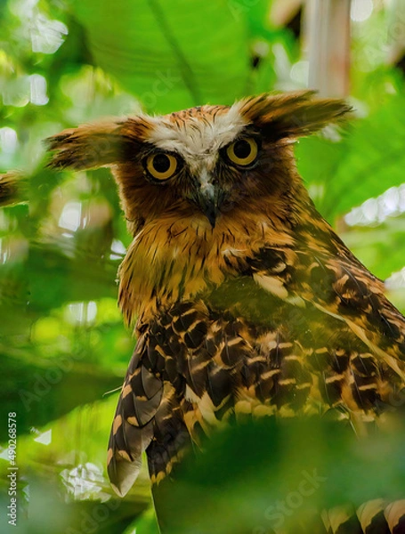 Obraz owl on a branch