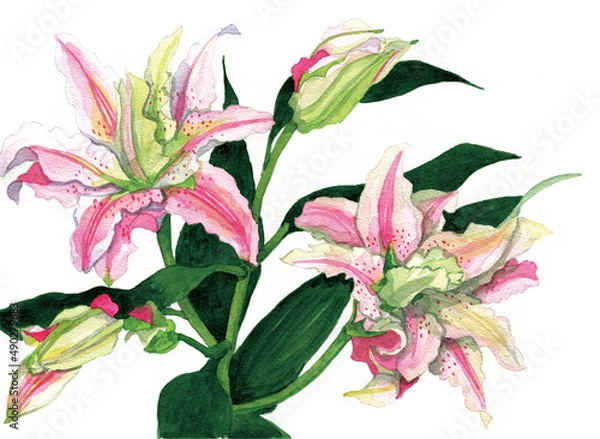 Obraz 花の水彩画ユリピンク