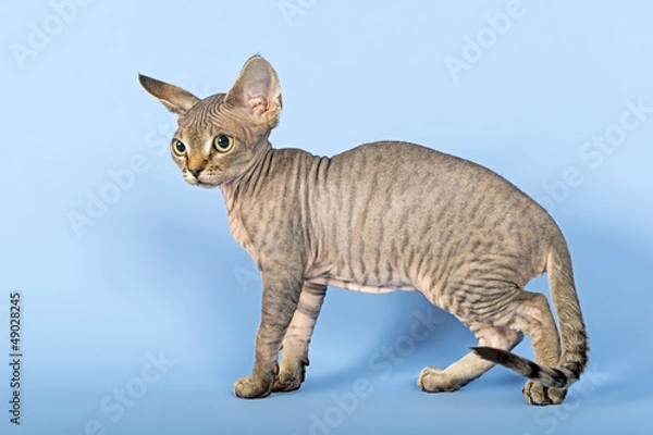 Obraz Katzen-Devon-Rex-3531