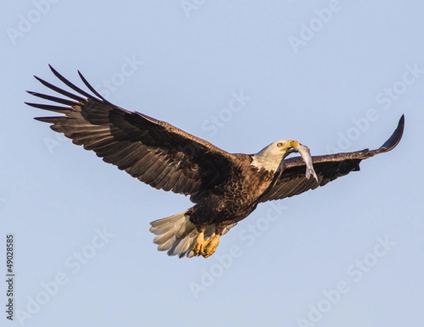 Obraz Eagle Bringing Food