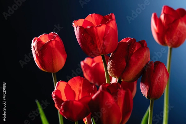 Fototapeta red tulips on a blue background, close-up, frontal view