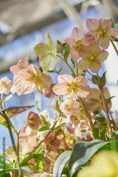 Fototapeta Delicate hellebore flowers on a blue background. Selective focus, design, copy space.