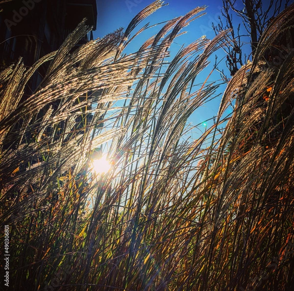 Fototapeta Schilf im Wind