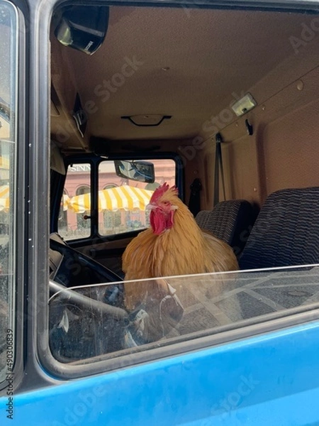 Obraz Hahn am Steuer