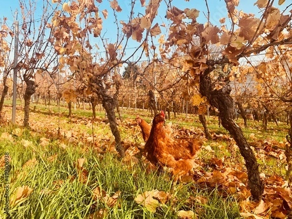 Obraz Herbst auf dem Land