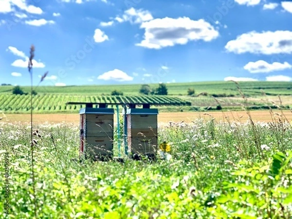 Fototapeta Bienenstock