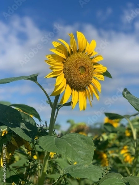 Fototapeta Sonnenblume