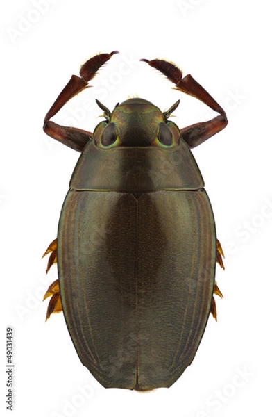 Obraz Dineutus