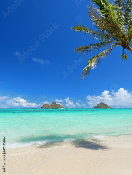 Obraz ハワイ、オアフ島、晴天のラニカイビーチと椰子の木