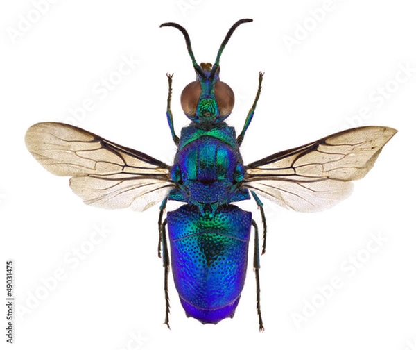 Obraz Stilbum cyanurum