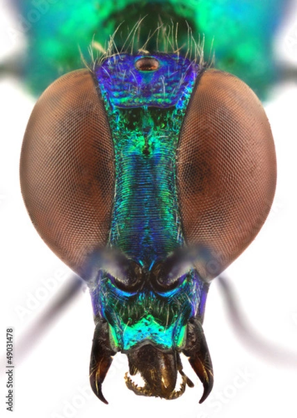 Obraz Stilbum cyanurum