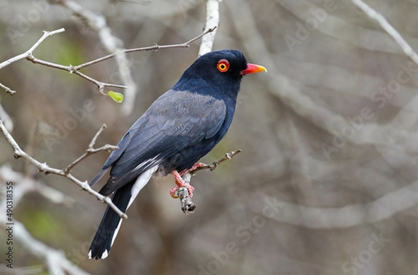 Obraz A Reitz Helmetshrike on a perch.