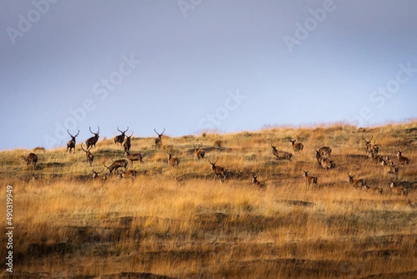Fototapeta Herd of deers in wet meadow, Scotland, UK with blue sky in background.